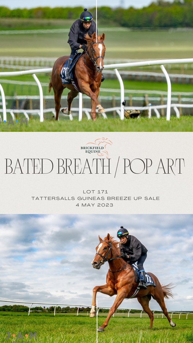 Brickfield Equine tweet media
