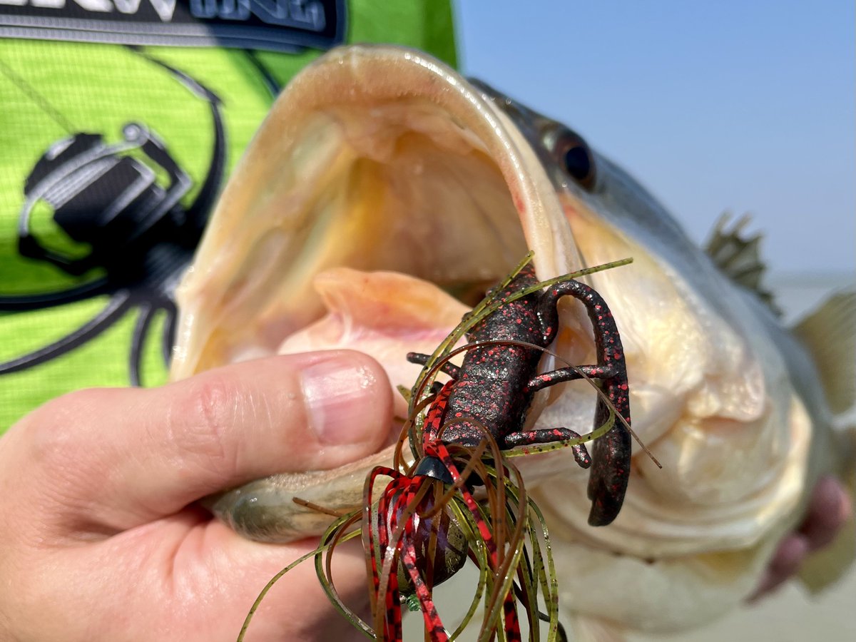 michael__cronje's tweet photo. When you’re not sure what to throw in the autumn months, a jig is always a great option! 🍂 A @BerkleyFishing PowerBait Finesse Jig + MaxScent Chigger Craw = Unforgettable bites 💥💪🏼

#jigfishing #jigbite #berkleyfishing #bassfishing #bassfishingsouthafrica https://t.co/W8rWTIlLci