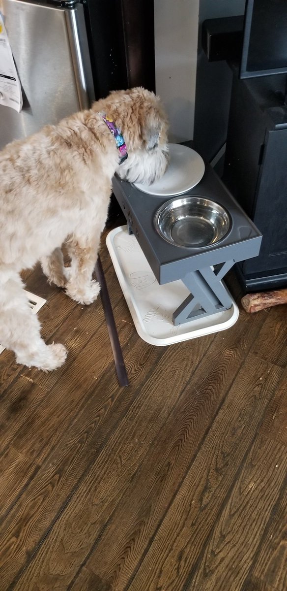 I quit eating out of metal bowls. I will skip a meal if it's put in a metal bowl. #DogsOfTwitter #SCWT #MetalBowlsSuck #Food