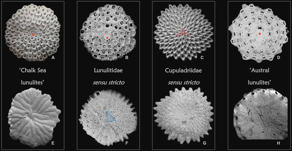 Since the late Cretaceous, at least eight unrelated bryozoan groups have evolved a free-living way of life. The amazing thing is the convergent evolution - they all look the same! Preprint out: biorxiv.org/content/10.110…