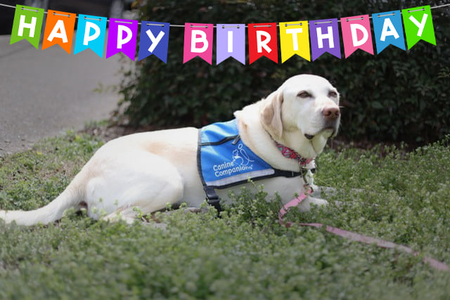 Happy Birthday to the Our Kids Facility dog, Desiree! Please join us in wishing our 4-legged staff member a very happy 8th birthday!