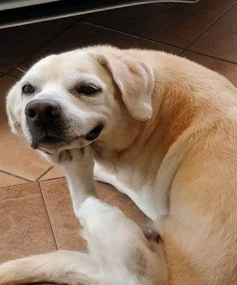 Dog Solution tweet media