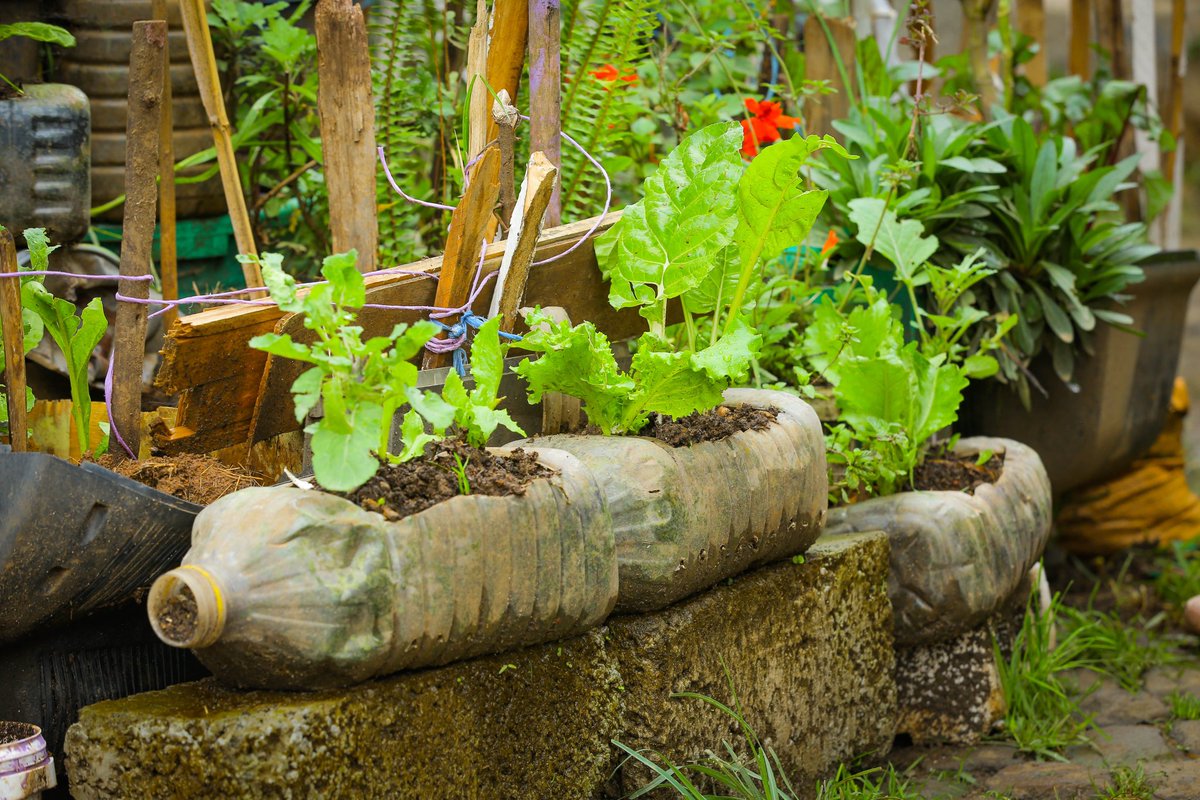 Lee_Fabricee's tweet photo. As #vegetables might be costly these days.
But remember, there is soil all around. Kindly dig some into the sacks, mix in manure, and then commence growing your own food.
#FarmForLife, #FarmForFuture. https://t.co/X1rVK6VoqX