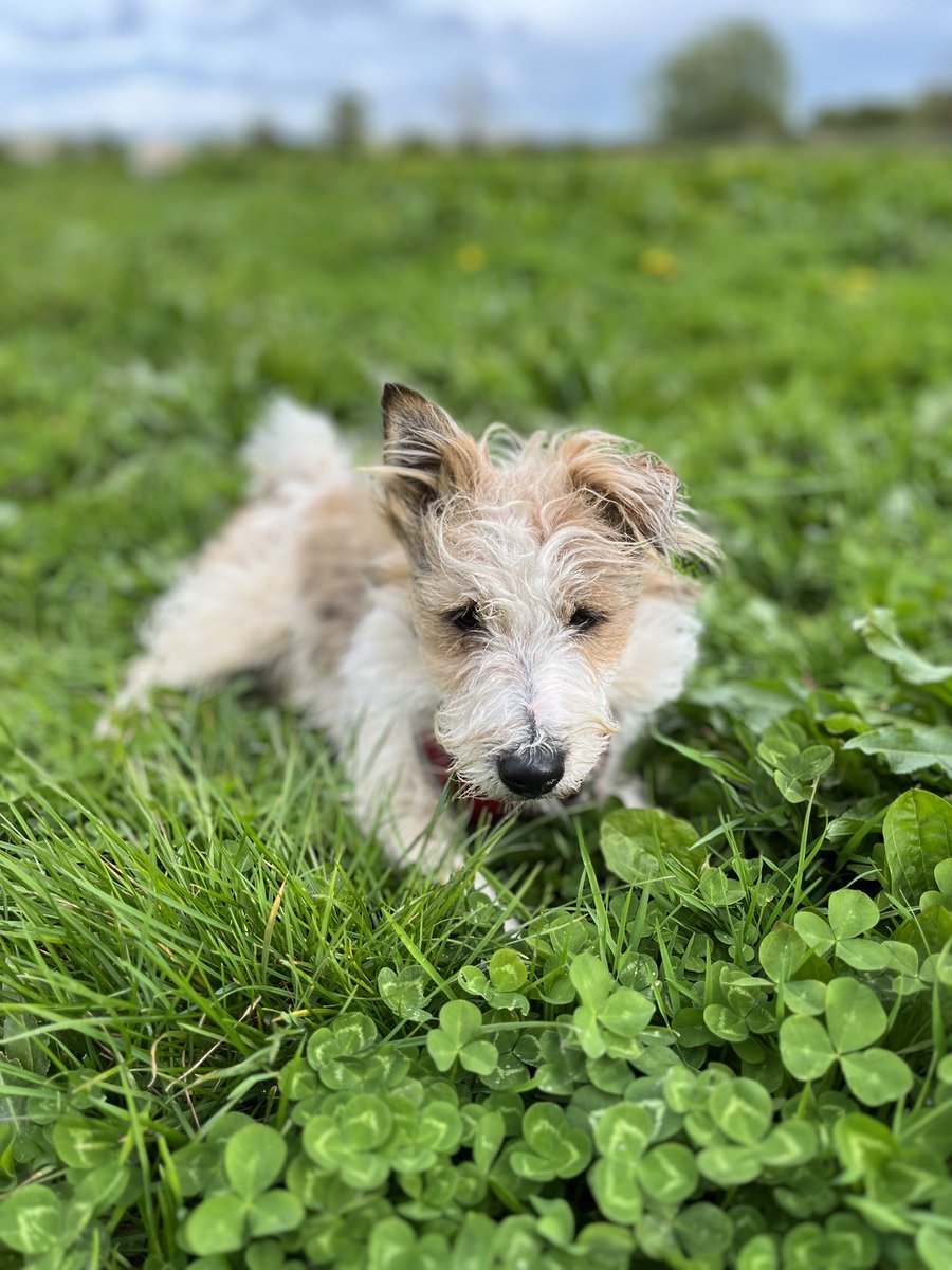 bethhug8's tweet photo. @sarajcox @DogsTrust Hello Pip! This is our Pip, a rough coated Jack Russell 🥰 https://t.co/ptFIqIjtXr