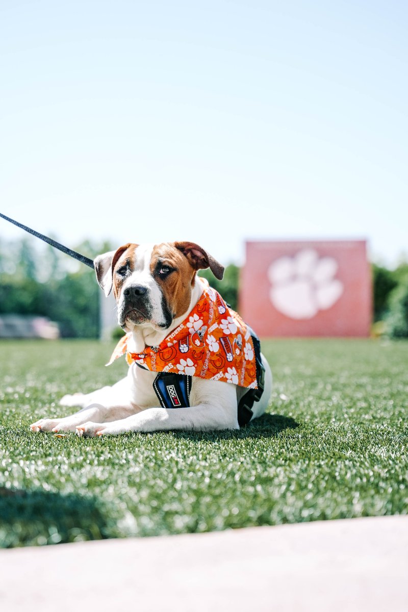 Clemson Football tweet media