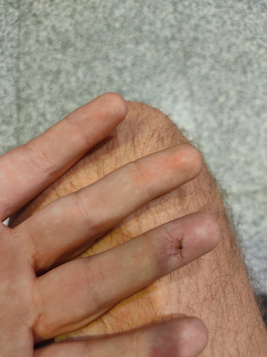 Peli_1312's tweet photo. @emtvalencia voleu fer el favor de fumigar?? Que cada volta que entre al metro ixc més deforme que el jorobado prim https://t.co/i609xpGA2Z