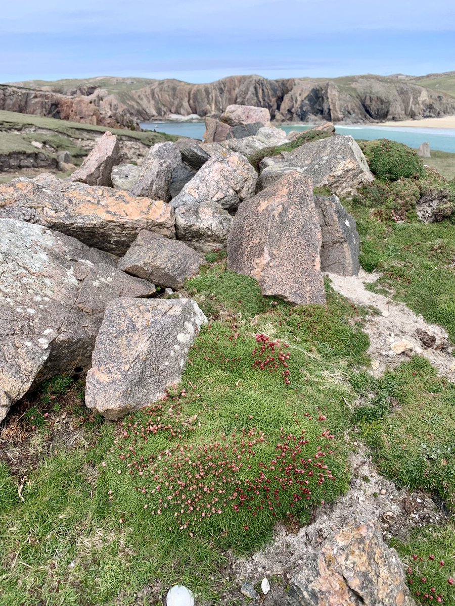 Sea pink, Thrift, Neoinean Cladaich, (Shore Daisy) buds formed, nearly in flower, on the remains of a prehistoric wall. #wildflowers #botany #wildflowerhour #archeaology #Geology #coastalwalk #LearnGaelic #NatureBeauty #OuterHebrides