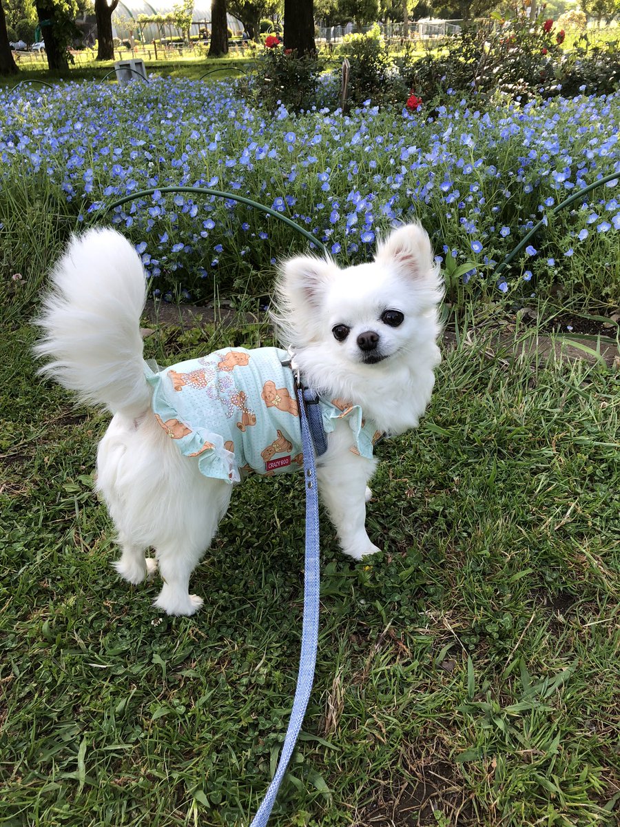 furan426's tweet photo. おはようございます☀
公園のお花✨
綺麗ですね〜♪🐶😊💕
#チワワ  #公園　#お花　#愛犬　
#犬のいる暮らし　#フランチワワ https://t.co/k8v4glfxxh
