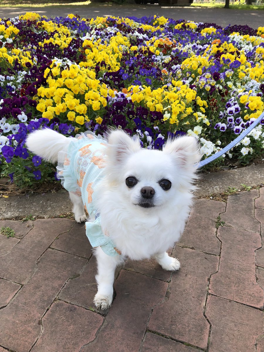 furan426's tweet photo. おはようございます☀
公園のお花✨
綺麗ですね〜♪🐶😊💕
#チワワ  #公園　#お花　#愛犬　
#犬のいる暮らし　#フランチワワ https://t.co/k8v4glfxxh