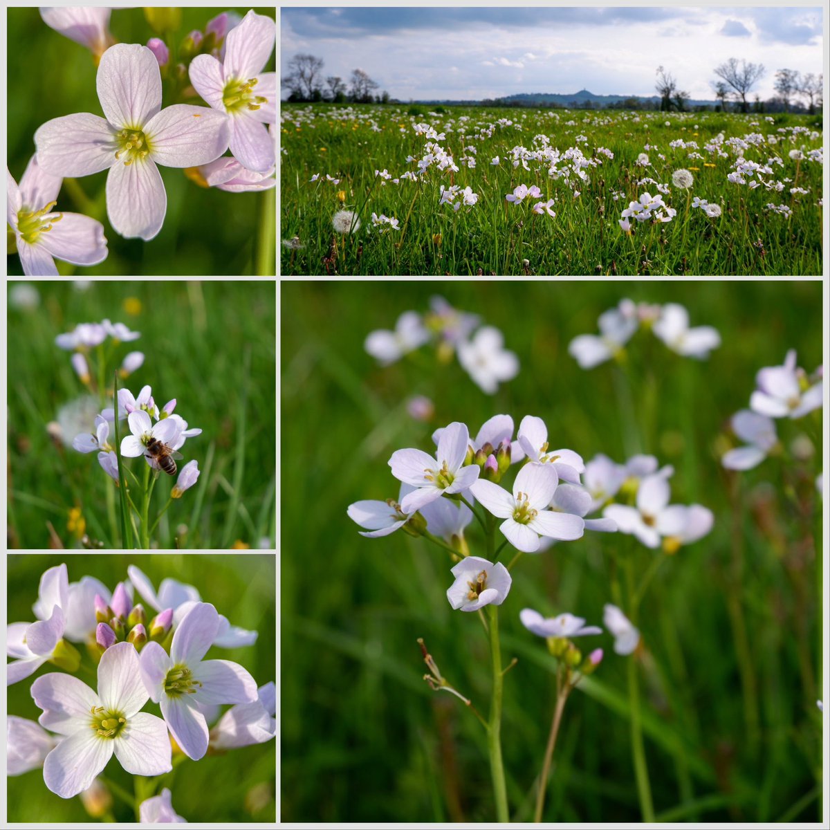 My #wildfloweroftheday: #cuckooflower (#cardaminepratensis) An absolute favourite of mine, this beautiful fairy flower carpets the damp meadows of the #somersetlevels in spring. Its delicate shades of pink, lilac and white gently dance and nod in the breeze. #ladyssmock