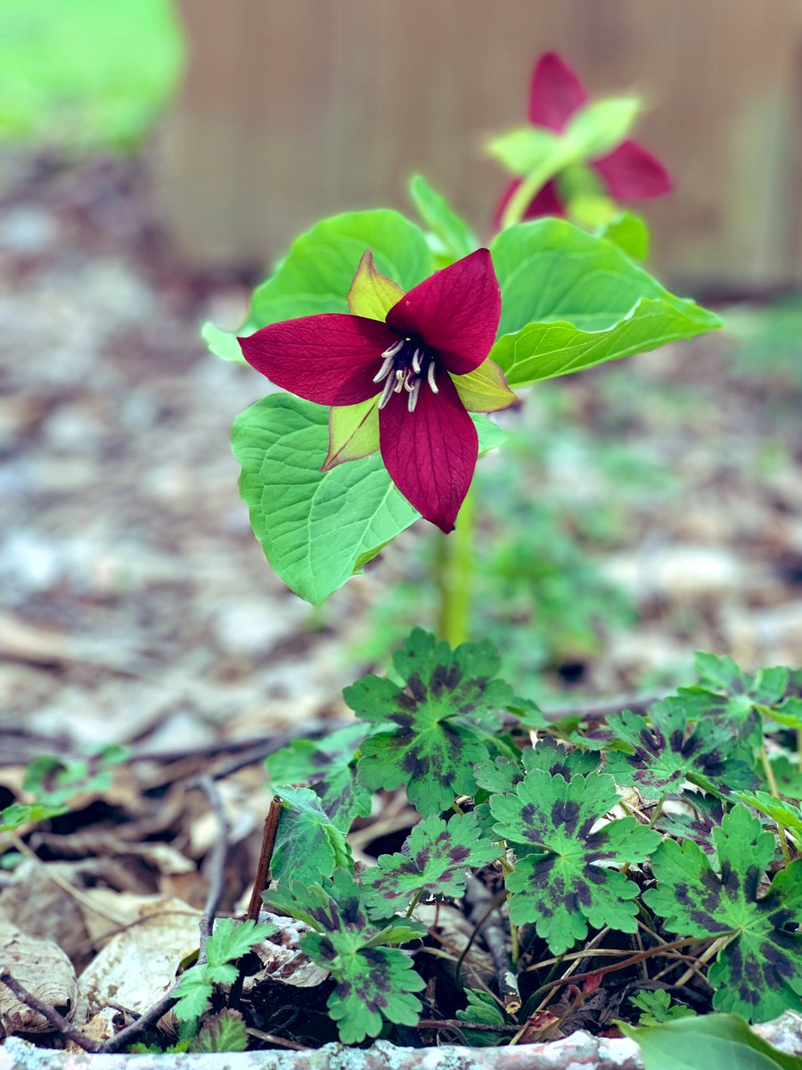 lifeinaloghome's tweet photo. The  #Trillium ‘s are blooming 
#ThePhotoHour 
#MacroHour #dailyflower #flowerphotography https://t.co/V77CnewYLt