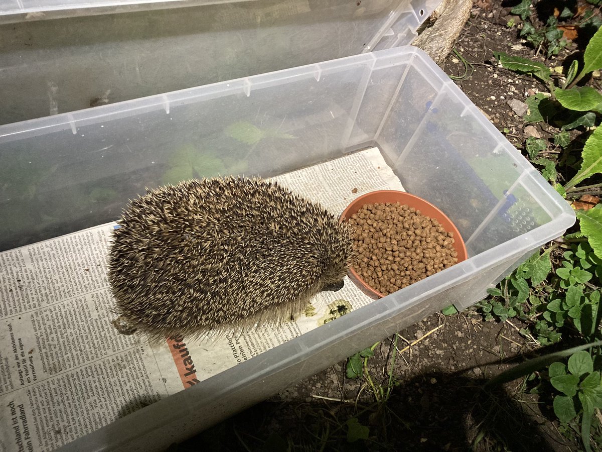 Somebody was already in the hog feeder when I went to put out tonight’s food. I squeezed the dish down in front of their nose and stood quietly by the back door. Within three minutes the crunching had begun. Apparently they’re not phased by a giant dropping food from the sky!