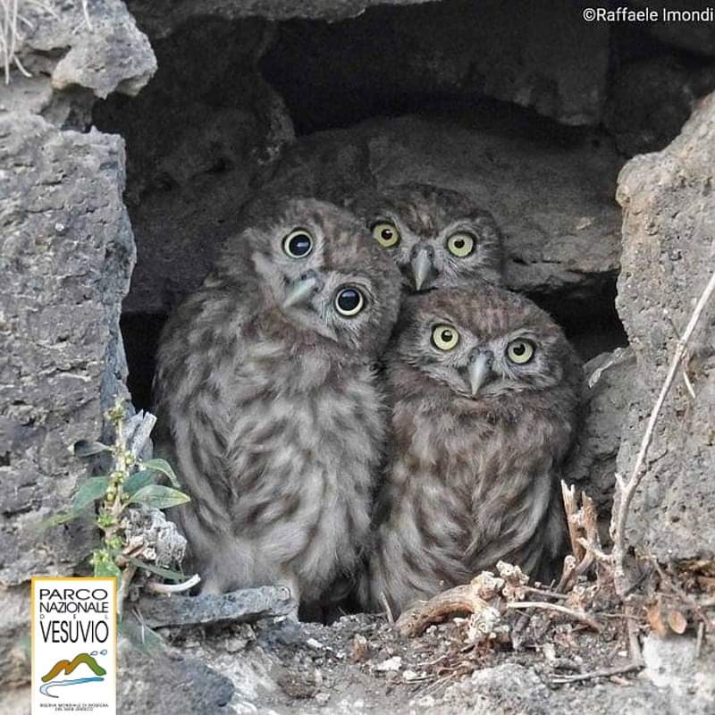 Dopo 5 anni di studi e monitoraggi condotti da vari gruppi di #Ricerca, presentiamo i risultati sullo stato della #Biodiversità nel <a href="/VesuviusPark/">Ente Parco Nazionale del Vesuvio</a>.  
Workshop presso il Museo del Parco Nazionale del #Vesuvio a #Boscoreale.
Come il Parco è sopravvissuto ai roghi del 2017