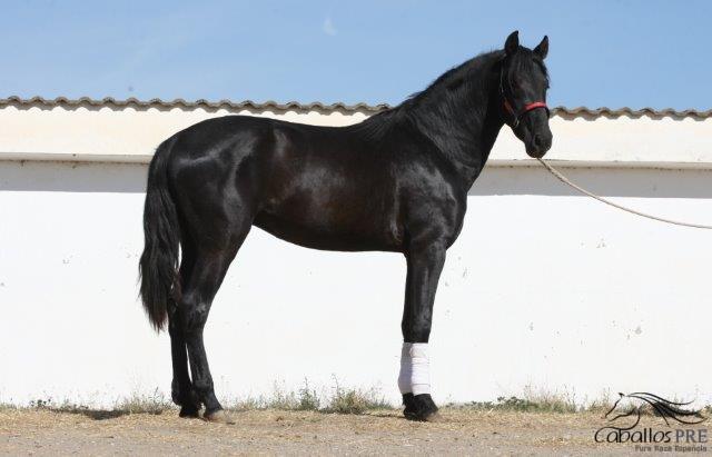 Kaishana's tweet photo. Pura Raza Española Stallion - 3 years old , 1.69 m
for sale directly from Breeder in Spain https://t.co/GihrbgANPy