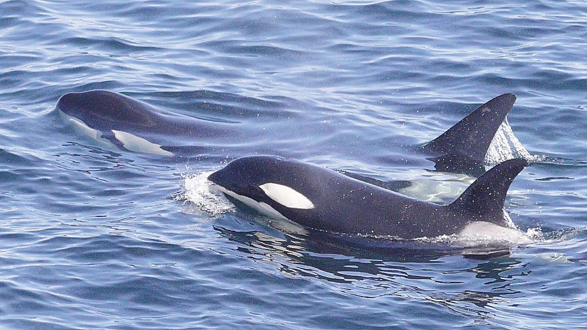 Fantastic to see the 12s Orca pod off Whaligoe, Caithness this afternoon as they cruised north, think these individuals are 160 and 163 Tili...