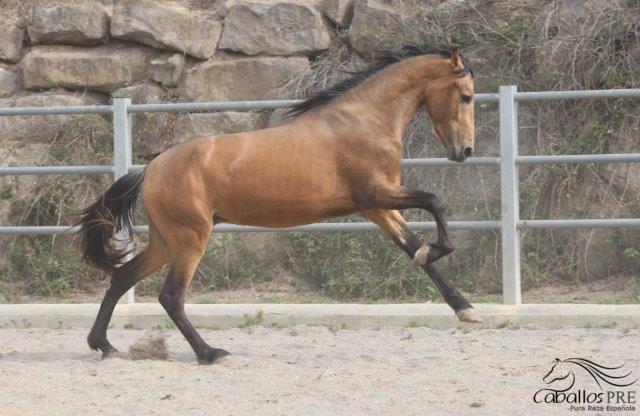 Kaishana's tweet photo. 3 years old PRE Buckskin Stallion, 1.63 m in this Moment, directly from Breeder in Spain https://t.co/iNrMiBSssd