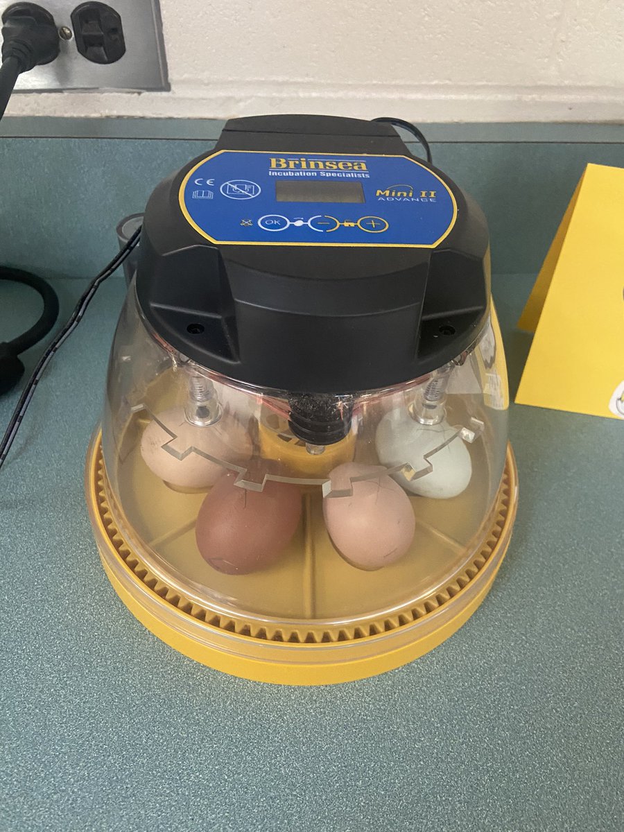 otterbaker's tweet photo. I am so excited to share this experience with my kiddos this year!!!  #chicklife #21days #itsbetterinthegrove #oakgrovees https://t.co/wzsrRfbCE9