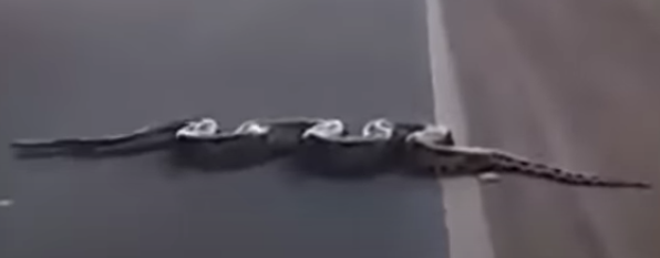 CherishKirk07's tweet photo. this a anaconda sneak on the road and it is 4 meters long and it weights up to 66 pounds and is a boy if you want it ask because some else gets it cause i found it on the road and toke it home and now it is all good to go to another home. https://t.co/IrCueJq7le