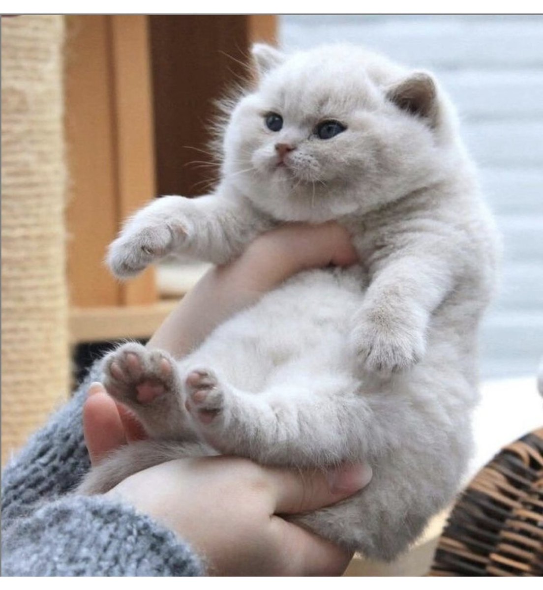 bib 🐥☕️ now on VGen! (@kapebeansies) on Twitter photo 