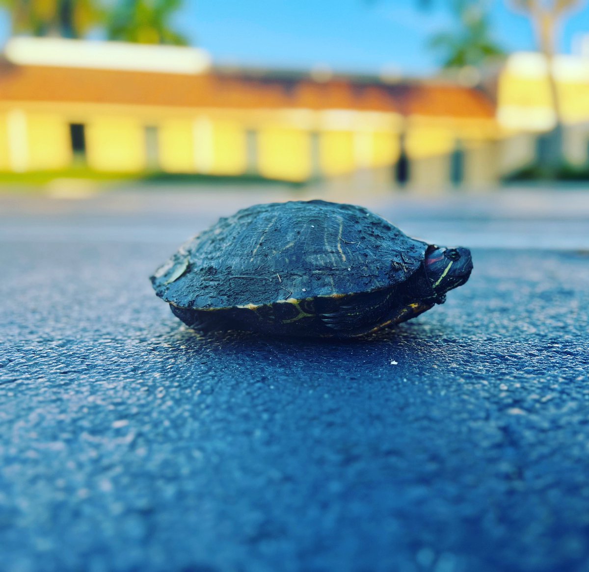 SS_Family_Law's tweet photo. Our office has a new mascot!  What should we name it? https://t.co/Ku8h8hGq8y