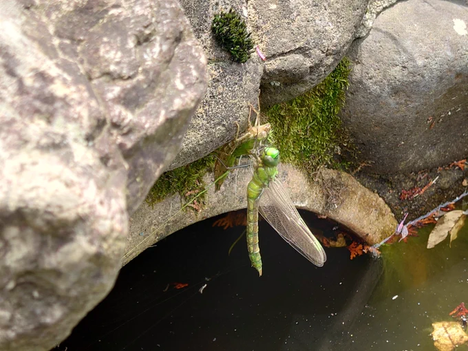 自宅の池でトンボの脱皮ラッシュ