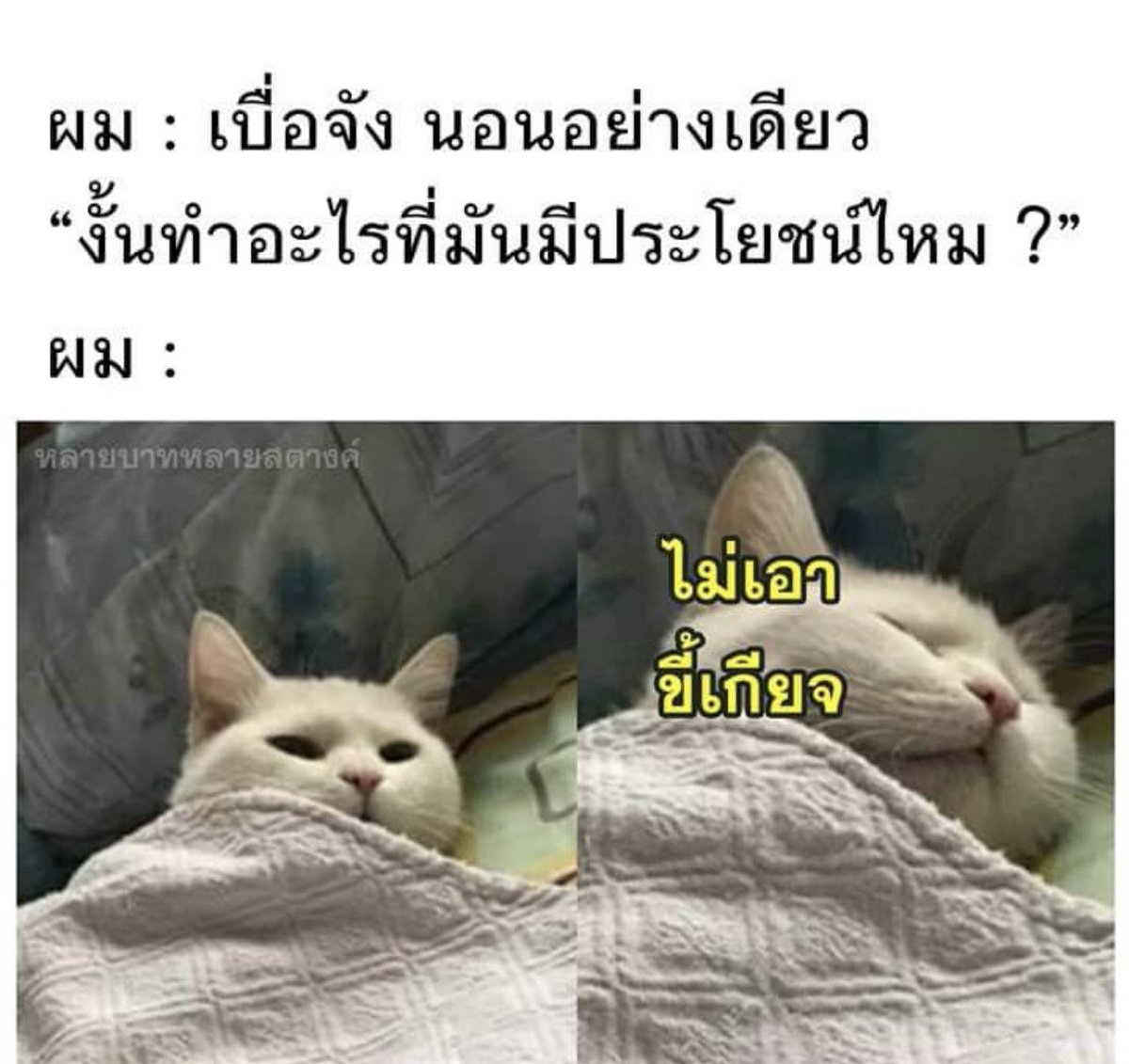 ช่างแม่ง🐰🏳️🌈 tweet media