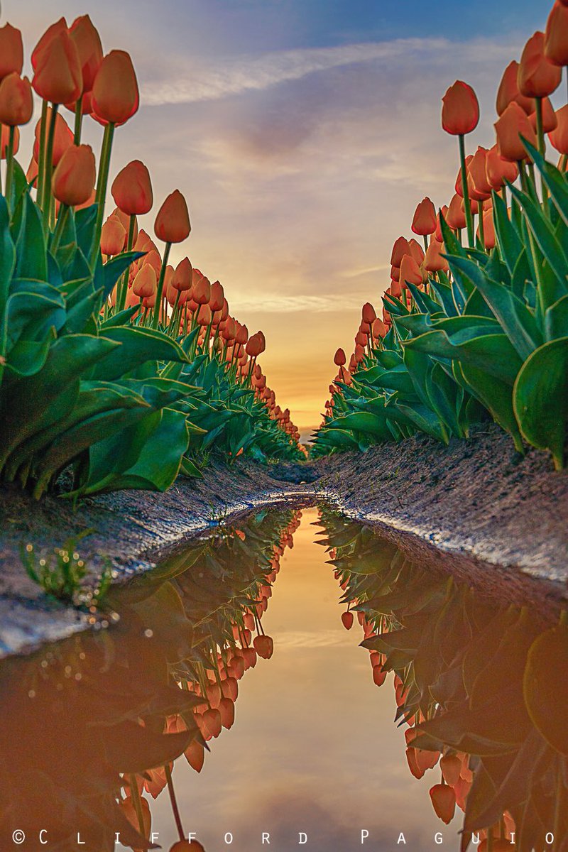 Wooden Shoe Tulip Farm  🌷🌷🌷🌷🌷
#sunrise #oregon #oregonian #tulips #pnw #photooftheday
