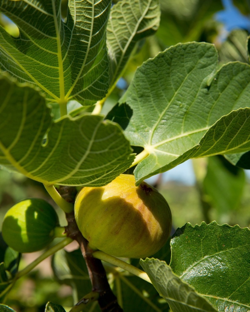 Figs are in season and we couldn't be happier!

These sweet, juicy fruits are the perfect snack for any time of day, and they're incredibly versatile too. Whether you enjoy them fresh off the tree or baked into a delicious dessert, figs are a true Southe… instagr.am/p/Crw3ECtsHKj/