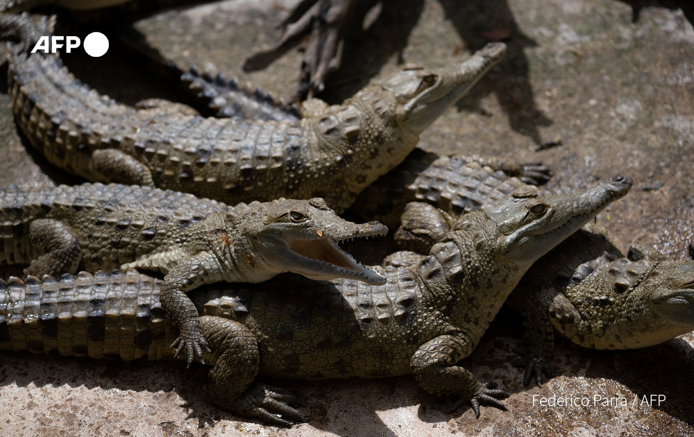 Fighting to save Venezuela's Orinoco Crocodile