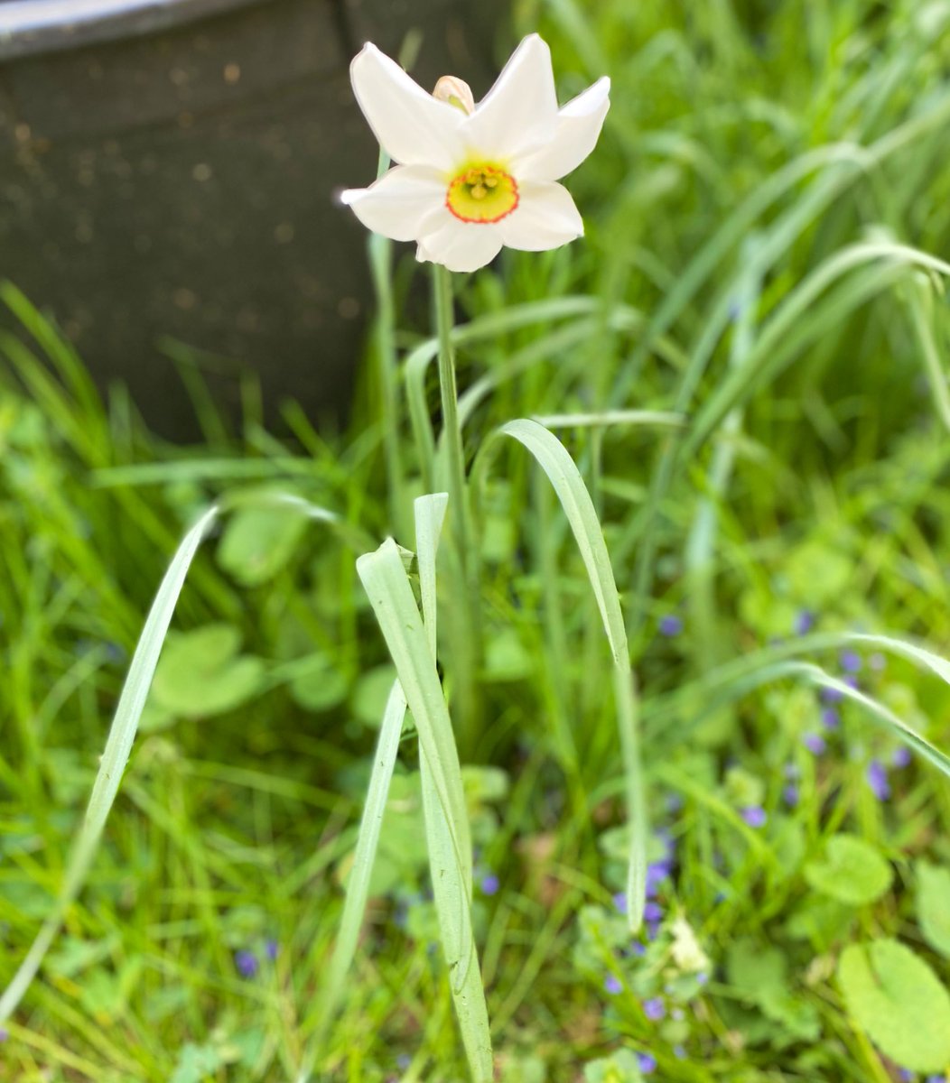 TealSeptember's tweet photo. Enjoying all the beautiful spring flowers. #Daffodils #springtime #NorthCarolina #mountains #appalachianmountains #blueridgemountains #spring #blooms #flowers #flower #spring_weather #outdoors #nature #SpringVibes #springflowers #plants #tree #trees #myflowers2023 #Daffodil https://t.co/sURWJzX6X3