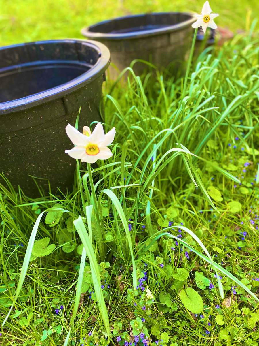 TealSeptember's tweet photo. Enjoying all the beautiful spring flowers. #Daffodils #springtime #NorthCarolina #mountains #appalachianmountains #blueridgemountains #spring #blooms #flowers #flower #spring_weather #outdoors #nature #SpringVibes #springflowers #plants #tree #trees #myflowers2023 #Daffodil https://t.co/sURWJzX6X3