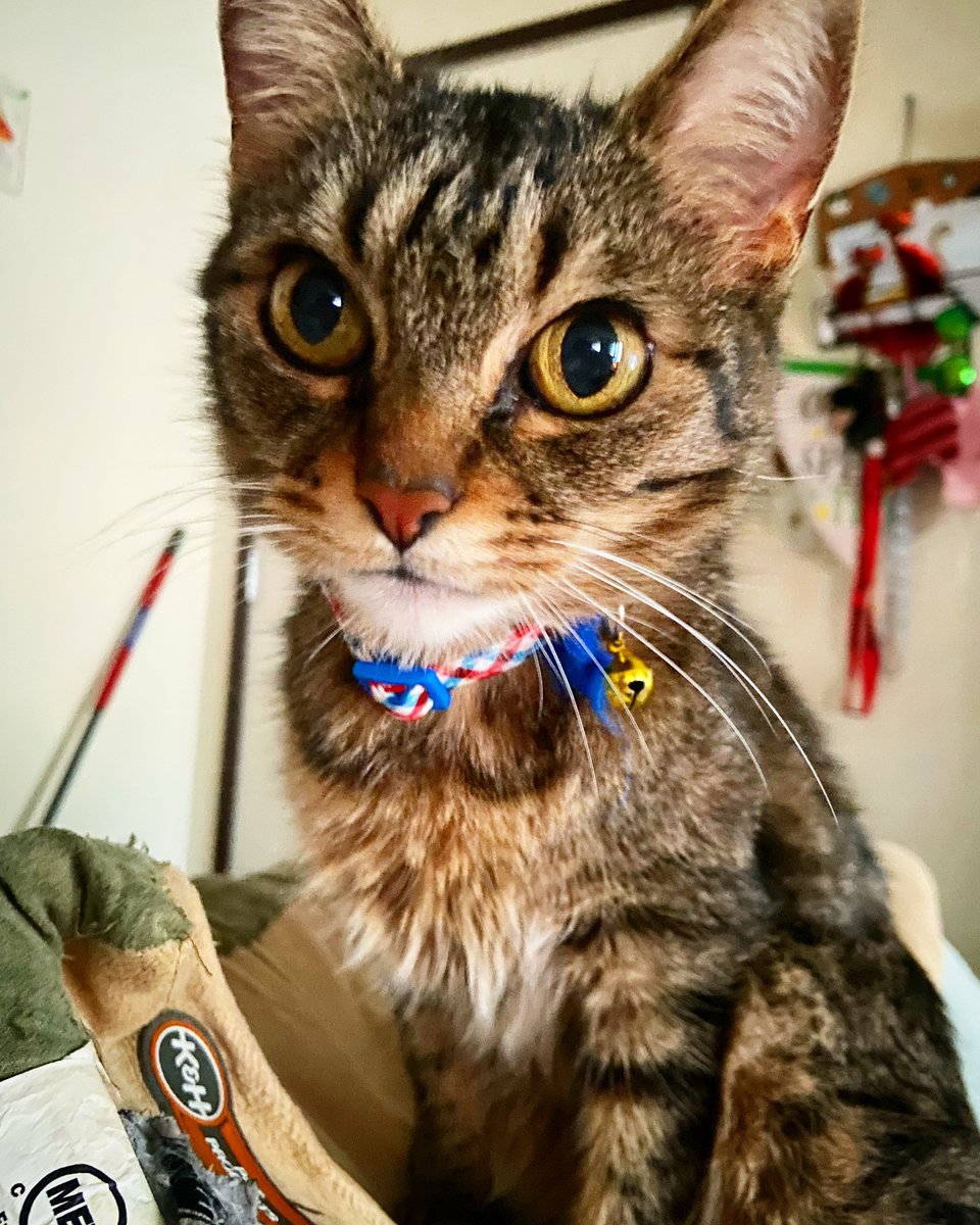 Roulett's tweet photo. Gunther!  #Cat #CatsOfTwitter https://t.co/vkrAOySpYV
