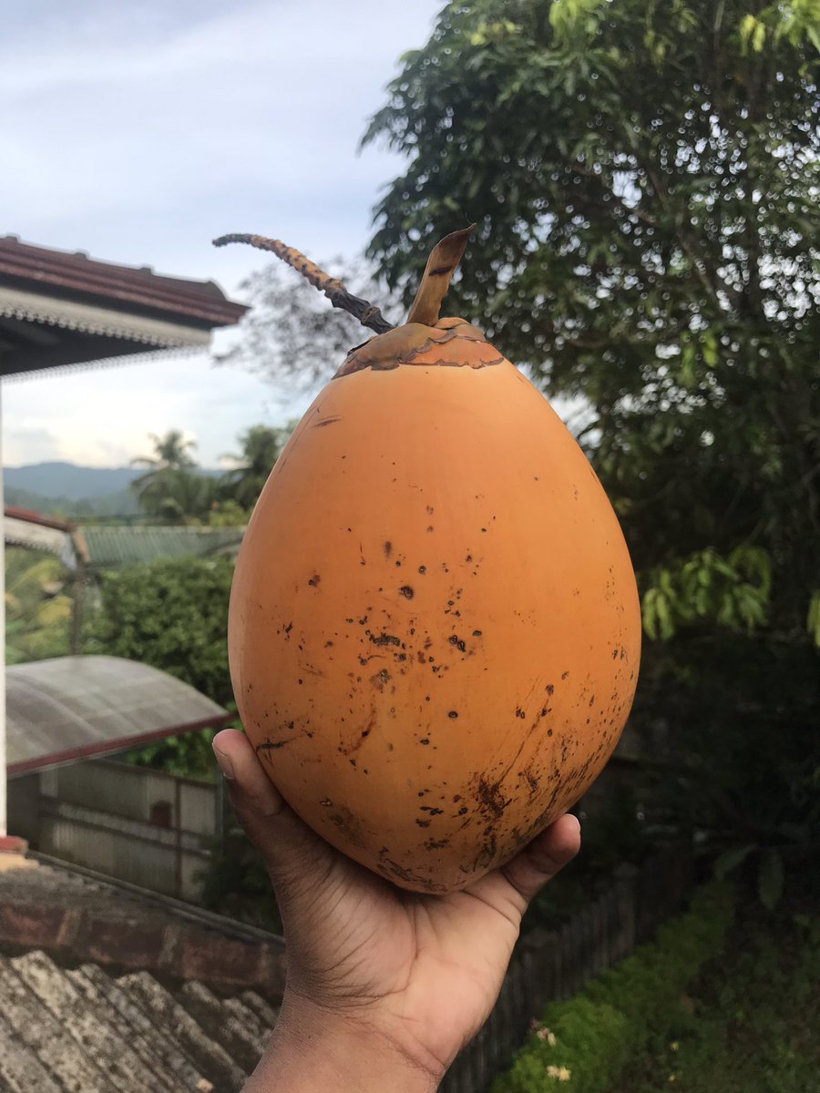 dasith_kemil's tweet photo. King Coconut β€οΈπ
π΄ π₯₯
#kingcoconut #specialdrink #freshdrink #bestrefreshment #bestrefreshingdrink #naturelovers #visitsrilanka #srilankaπ±π° https://t.co/T4rzrwPSao