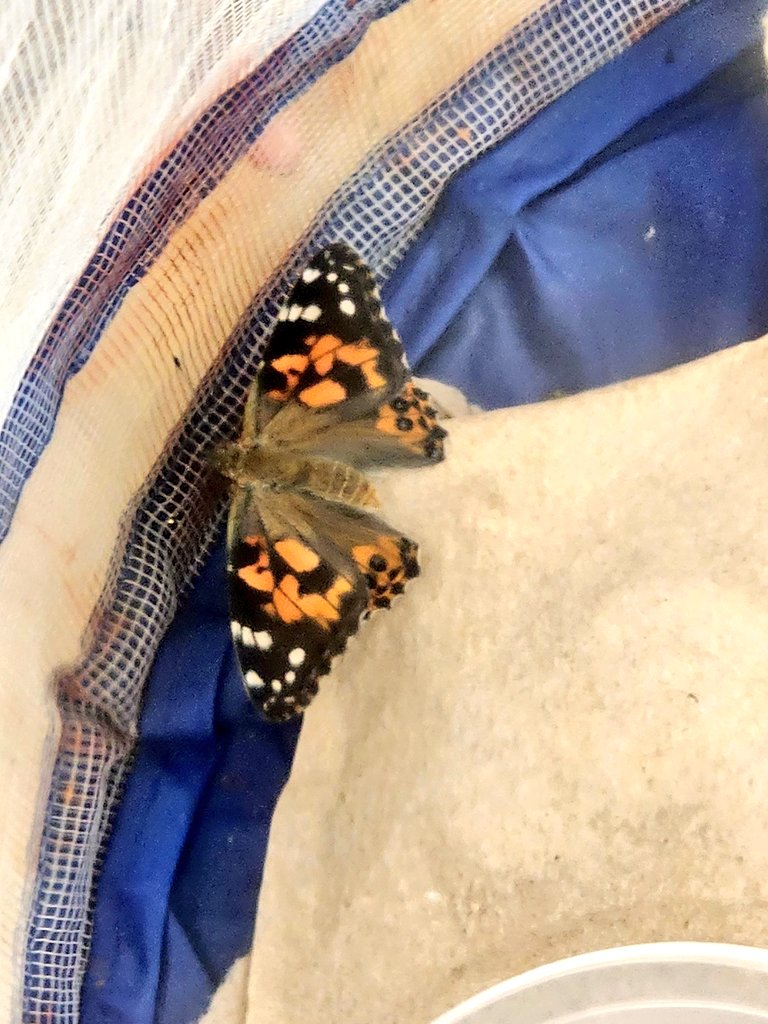 Ms_AbbyF's tweet photo. PreK babies said that this Butterfly's name was "Abby" 😍🦋 #butterflycycle https://t.co/Q5myiu3o6g