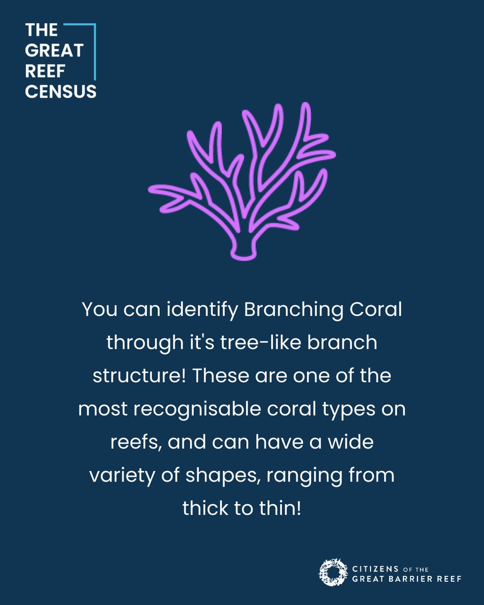 citizensGBR's tweet photo. What is branching coral? Swipe through this pics to learn how to ID them👉. The #GreatReefCensus is asking for your help to identify corals in survey images taken from across the #GreatBarrierReef! It's super simple and be done on your phone! https://t.co/y8PYwUOQ3y https://t.co/7711upwMEp