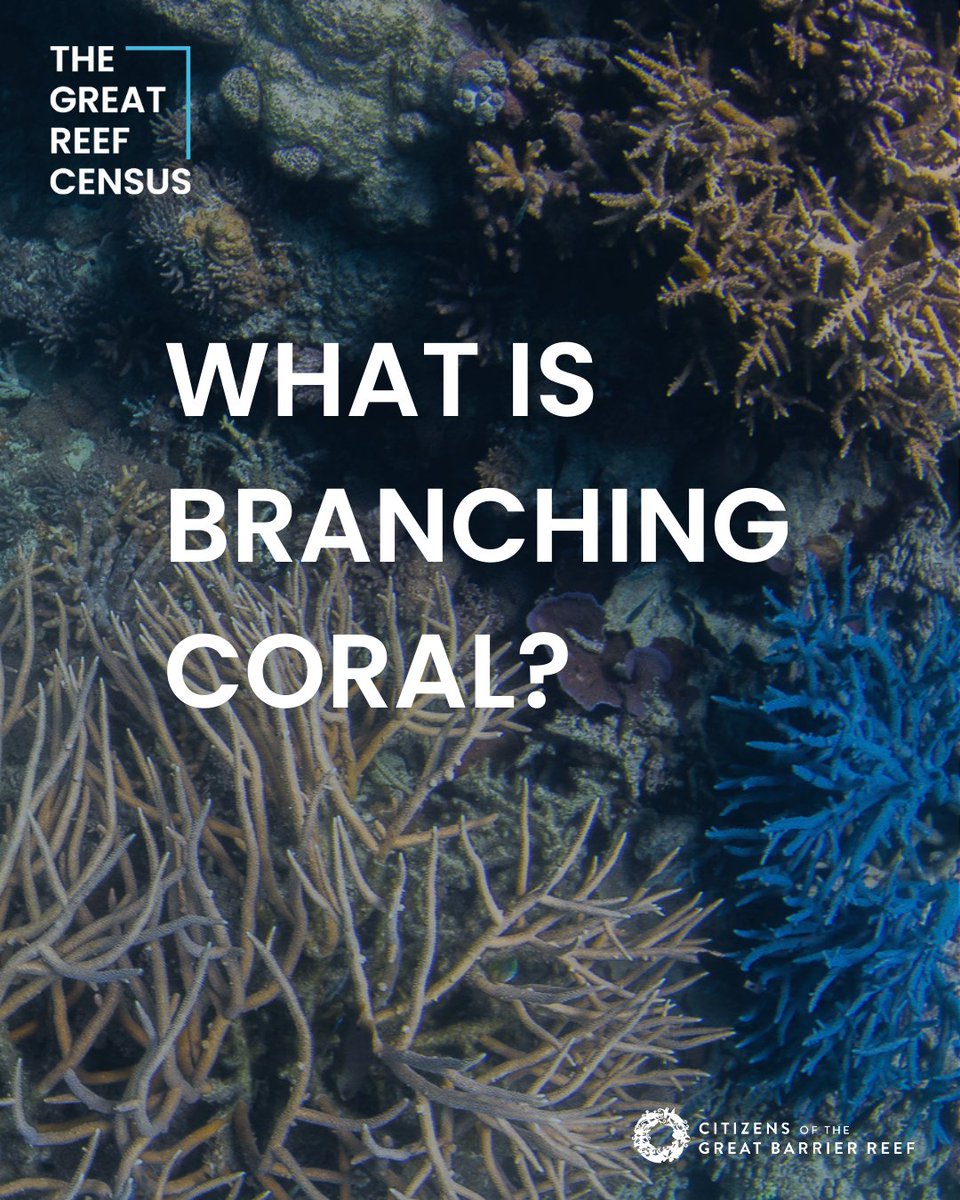 citizensGBR's tweet photo. What is branching coral? Swipe through this pics to learn how to ID them👉. The #GreatReefCensus is asking for your help to identify corals in survey images taken from across the #GreatBarrierReef! It's super simple and be done on your phone! https://t.co/y8PYwUOQ3y https://t.co/7711upwMEp
