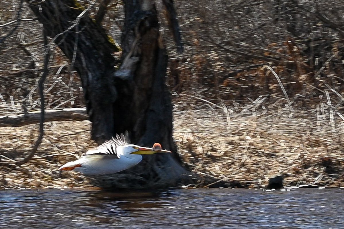Pelicans. Chambers Grove Park (St.Louis River), Duluth, Minnesota. #pelicans #spring #duluthminnesota #perfectduluthday #destination_duluth