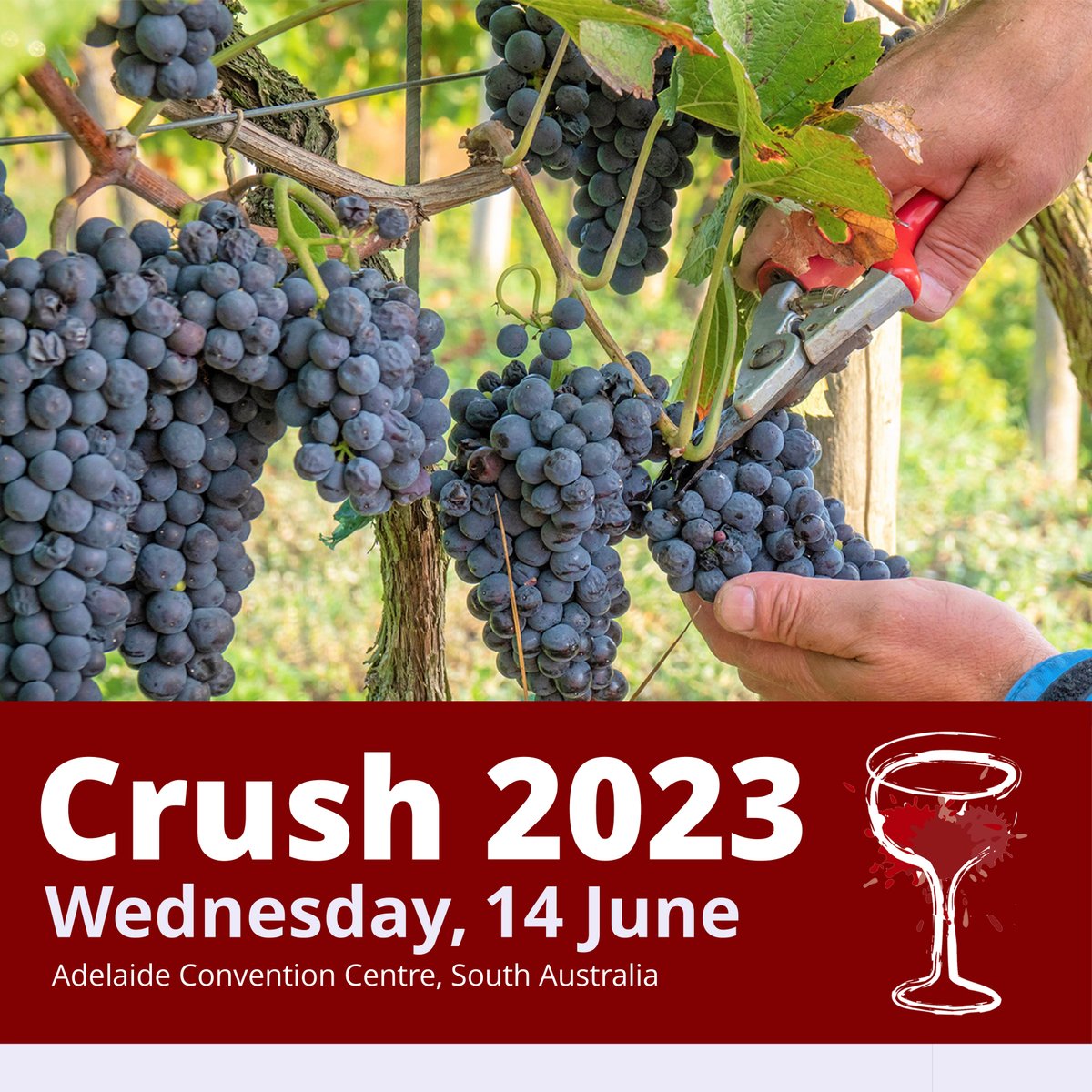 Have you submitted your Expression of Interest for Crush 2023? If not, get in quick! Submissions close this Monday, 8 May: form.jotform.com/230800793232854 

This year’s event will occur on Wednesday, 14 June 2023 at the Adelaide Convention Centre, followed by a Crush Symposium dinner.