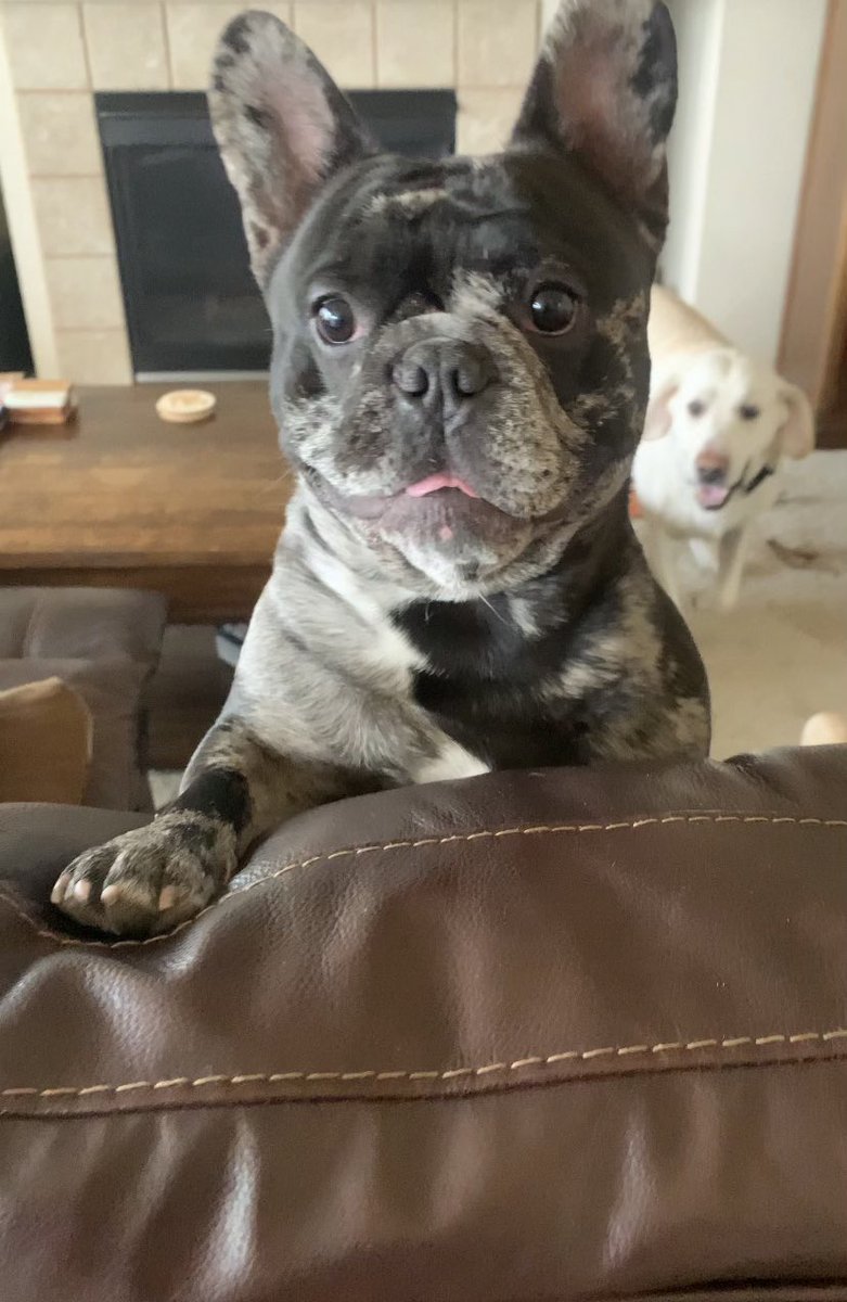 TitanMack21's tweet photo. Hi guys did someone say SNACK!  #Dogsoftwittter #frenchbulldog https://t.co/C0ZsZHf982