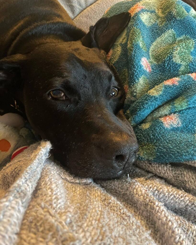 Mo_____________'s tweet photo. I missed his “official” date but happy gotcha day to my squishy boy❤️ he’s come such a long way, it’s so heartwarming to see him be as loving and goofy as he is today! Enjoy many of my favorites before you get to what he looked like when he came to us- and remember rescues w… https://t.co/tGqBbmBnvC