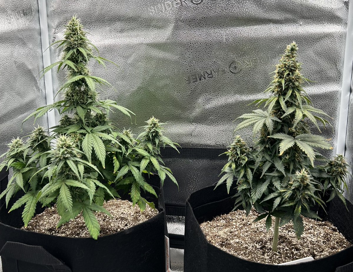 Meet Laurel &amp; Hardy on approx🤷‍♀️Day #64 of my 1st grow ever🥹 If there’s a list of things NOT to do, I checked’em all. Yet here they are, stunted, malnutritioned &amp; BEAUTIFUL💚 So this is the addiction? Hell yeah #2! 🤟🫶 #CannaLand #CannabisCommunity #GrowYourOwn <a href="/spiderfarmerled/">Spider Farmer LED</a>