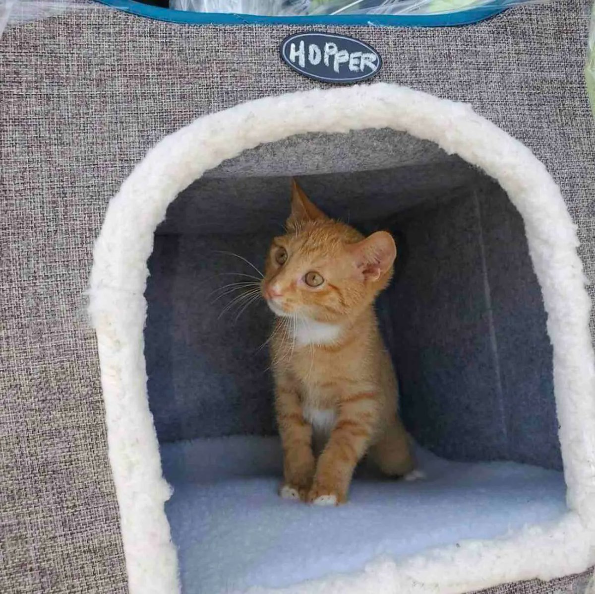 Workers Rescue Kitten From Garbage Bag Just in Time
How anyone could be so mean I find unbelievable, but as you will see from this heart warming story, miracles can come in small bundles. 

 CLICK to view > buff.ly/3VrzqRy