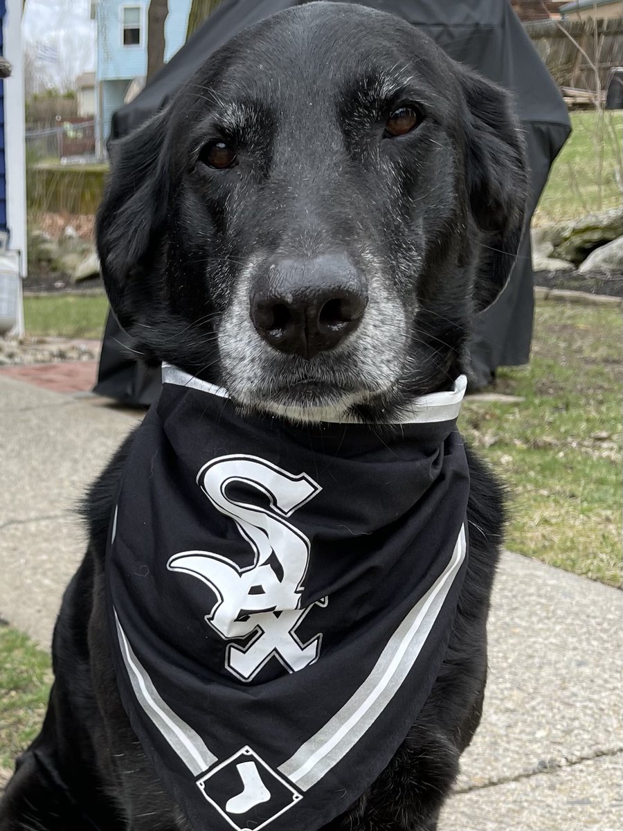 Rosie from New Hampshire wishes everydoggy has a pawtastic time at #SoxSocial ! Wish we could be there! ⚾️🖤🤍🖤#rosie #whitesox 

#GoWhiteSox @whitesox #seniorpup #labmix #dogsoftwitter #dogtwitter #rescuedog #AdoptDontShop