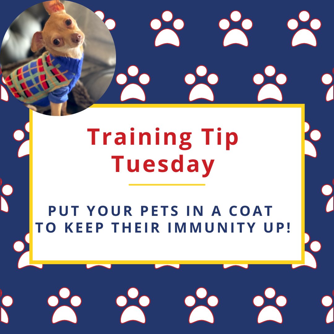 PawsCoTeam's tweet photo. Tut, tut it looks like rain. Quick tip for Colorado's ever-changing weather: Put a coat on your pet! It's not just for style. The rain exposes pets to potential infections, and so don't forget to dry their paws and ears, too. Explore more tips on https://t.co/nSiwd1n36o https://t.co/QrLCezC4Tw