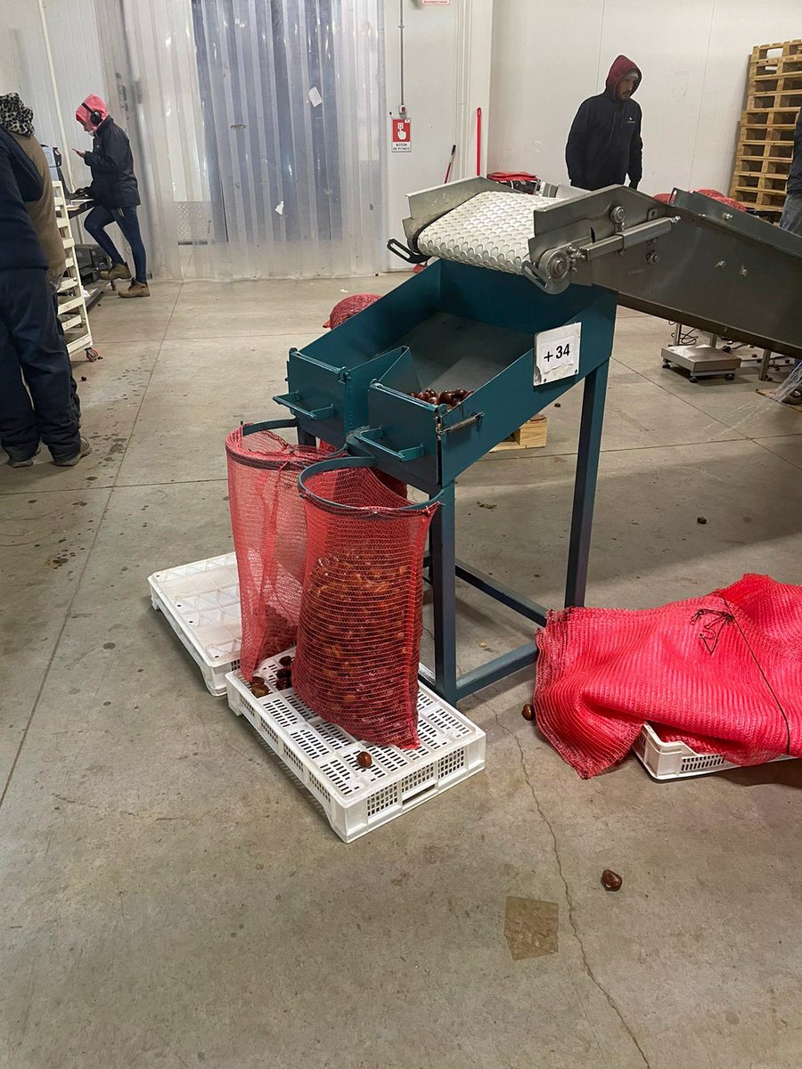 alfaberries's tweet photo. Luego de la selección de castañas según el calibre, viene el proceso de llenar las bolsas de almacenamiento para que la fruta sea exportada a destino 🛫 https://t.co/4V56qZ4OD9
