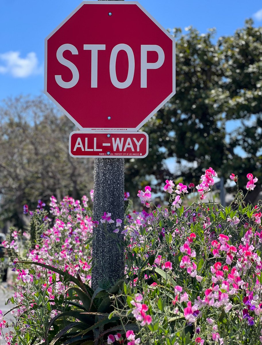 HoneyGirlGrows's tweet photo. Stop to smell the parkway sweet peas!
#UrbanGarden #MiniMeadow #ParkwayGarden #PollinatorGarden #Gardener #GardeningTwitter https://t.co/iMZnOIFkPz