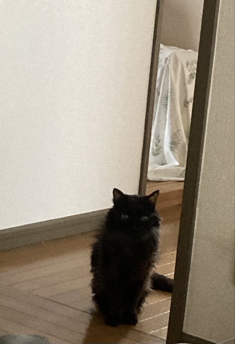 おはねこ🐈‍⬛🐾
おはにゃんこ

我が家のまっくろくろすけラナ様です🥰GWでもラナ様はかわいい💕 https://t.co/Q0BdMX1jdK