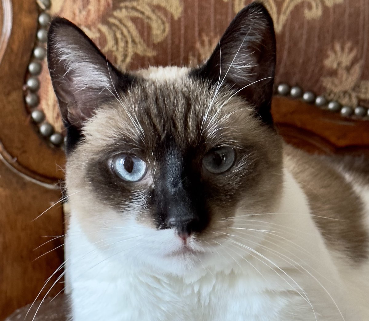 AdoptRescueCats's tweet photo. #SanJoaquin Co, CA:  Hi, I'm FARAH, a #Siamese mix kitty with beautiful blue eyes, a dark face and creamy patches on my coat. I’m very affectionate, love to be with my foster mom and adore petting time! I LOVE play time... https://t.co/ija7HzFHNd
#adoptable #Lodi #Tracy #cats https://t.co/7OjMgLhe5l