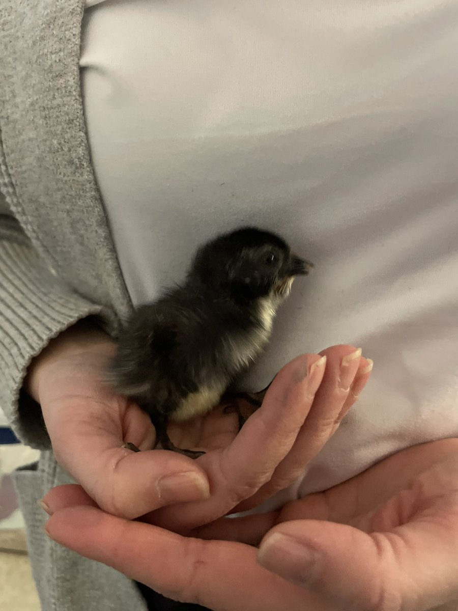 It’s been an exciting day in Grade 1/2!  So far we have 2 chicks and a lot of chick knowledge. Next up, chick stories and a video report.  <a href="/SeanEaleyEDU/">Sean Ealey</a>