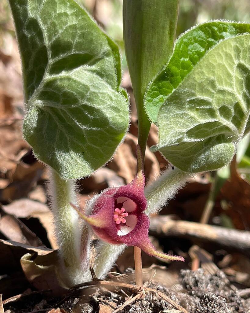 Anyone else love seeing how quickly life changes this time of year? I love going to see what’s popped out of the ground and bloomed overnight. How many of these plants can you identify?

#gooutside365 #findyourselfoutside #neverstopexploring #springinmin… instagr.am/p/Crwb1N6J8Fm/